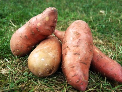 Patate douce