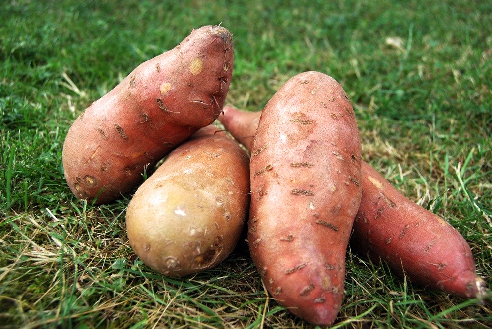 Temps de cuisson des patates douces