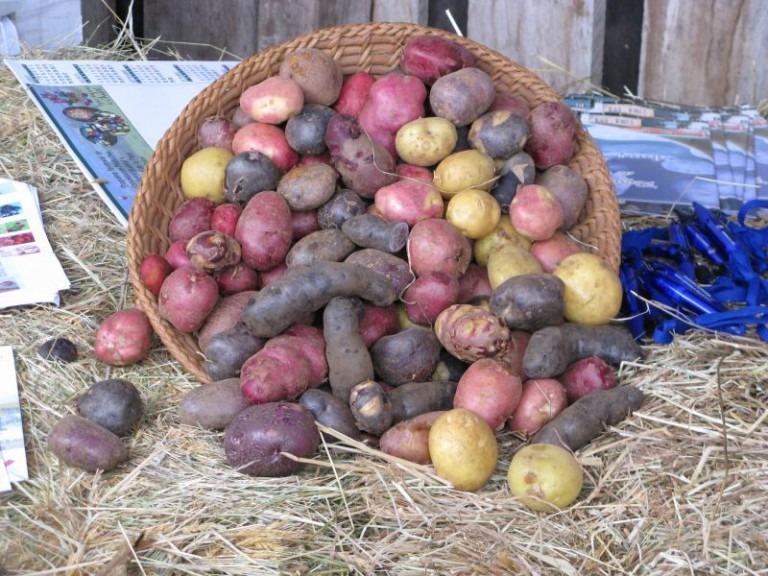 Cuisson des pommes de terre à l