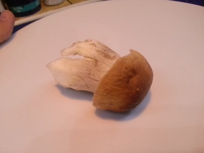 Cèpes