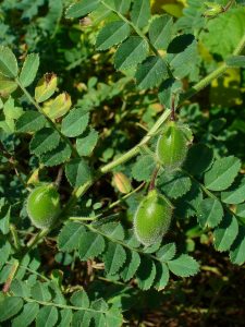 Les bien-faits des pois chiches