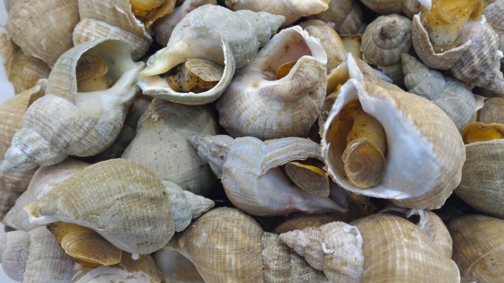 Temps de cuisson bulots