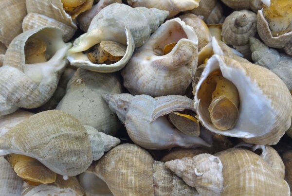 Temps de cuisson bulots