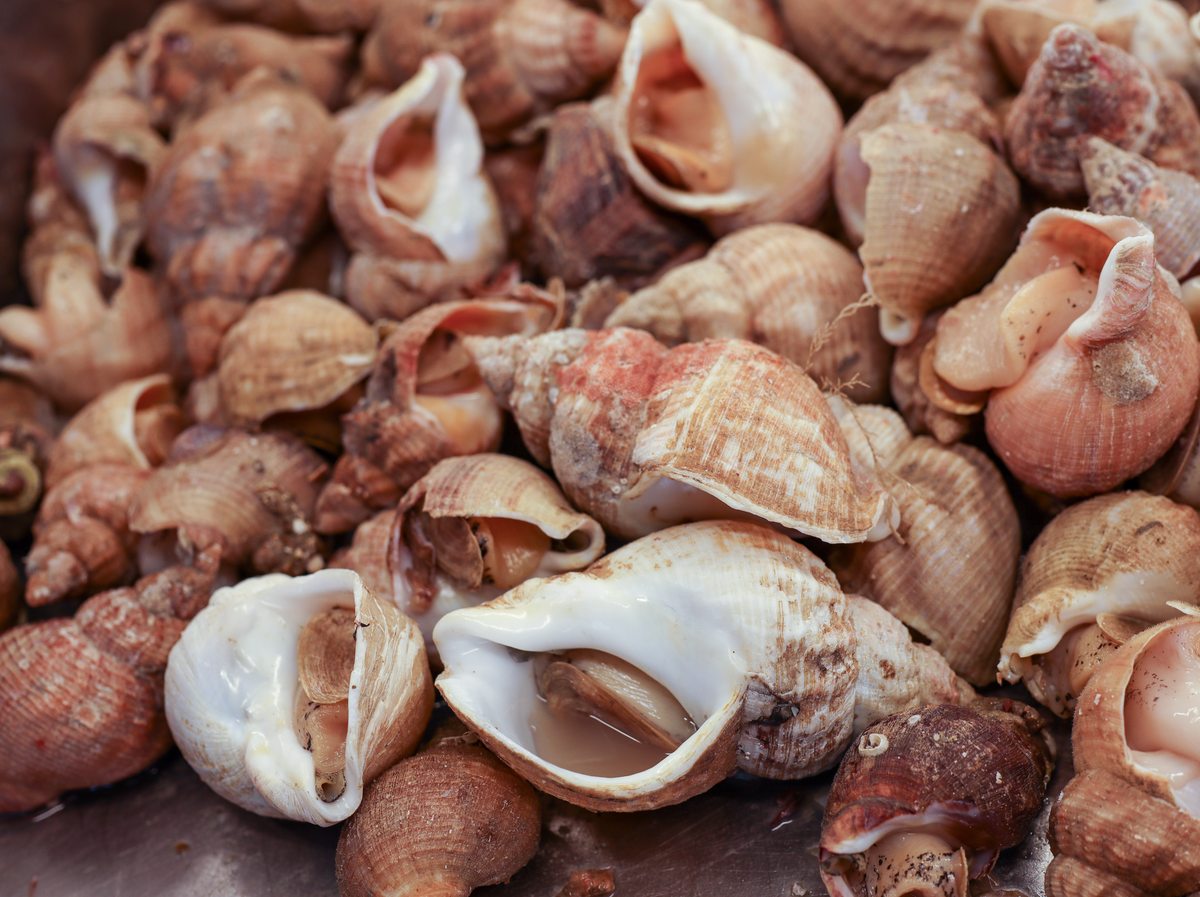 Préparation et cuisson bulots