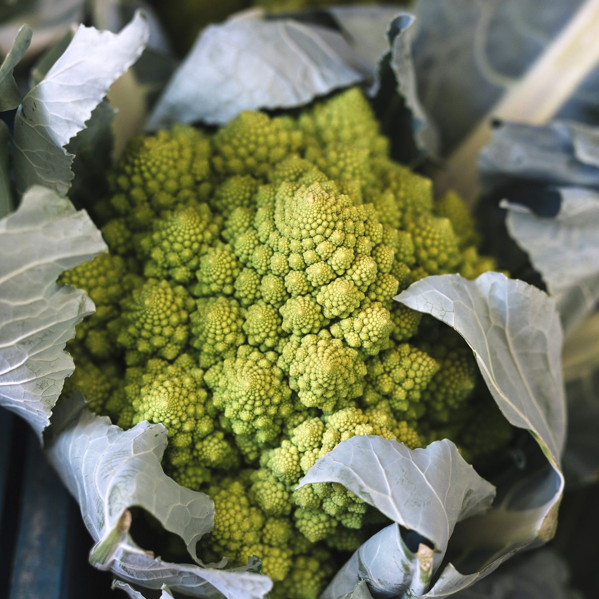 Préparation et cuisson chou romanesco