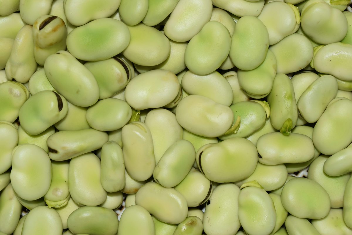 Préparation et cuisson fèves